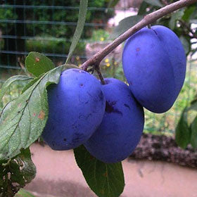 Plum Saplings