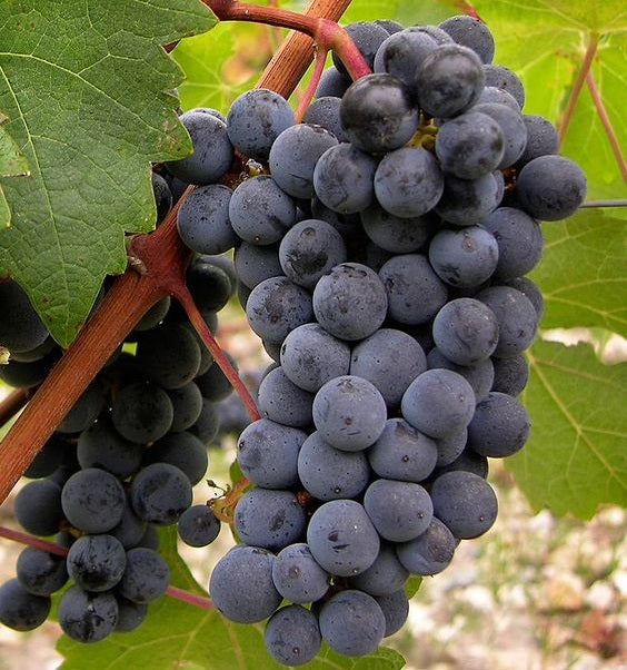 Grapevine grafts (Wine varieties)