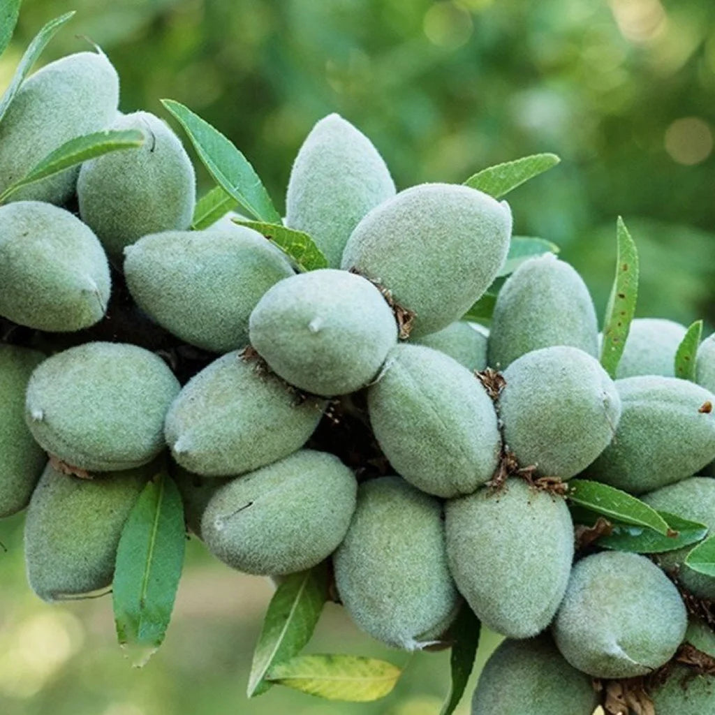 Almond Saplings