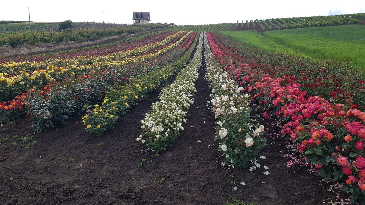 Rose Saplings (Puzavica)