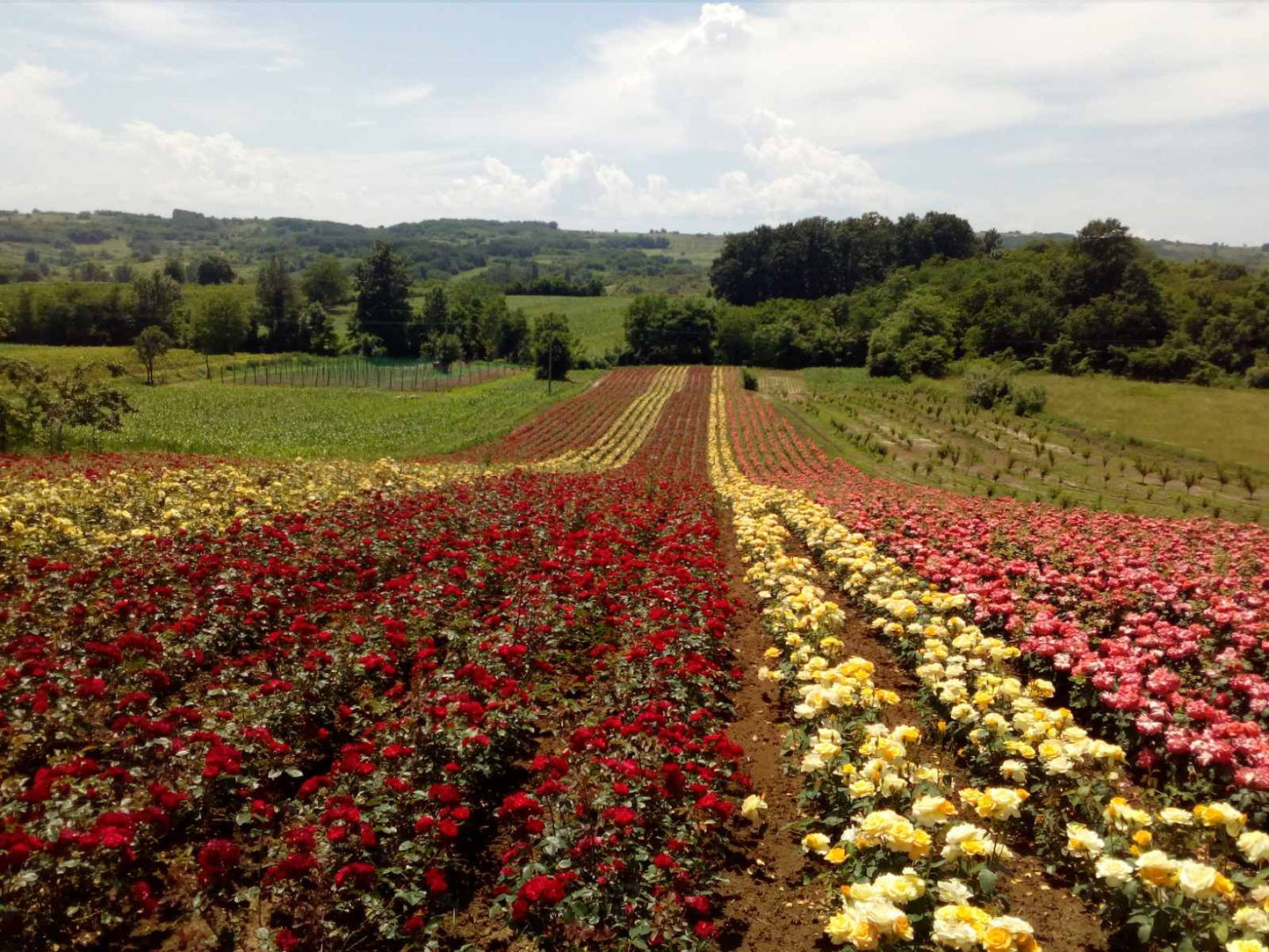 Rose Saplings (Polyantha)