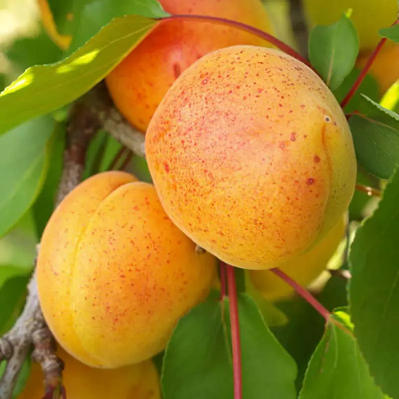 Apricot Saplings