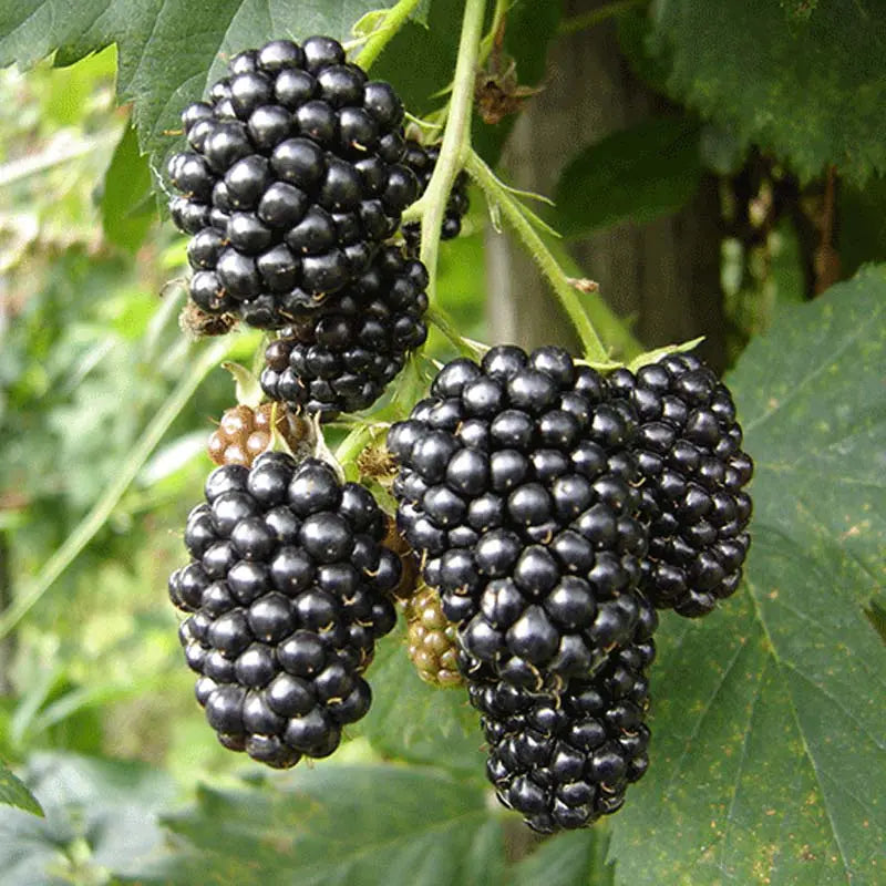 Blackberry Saplings