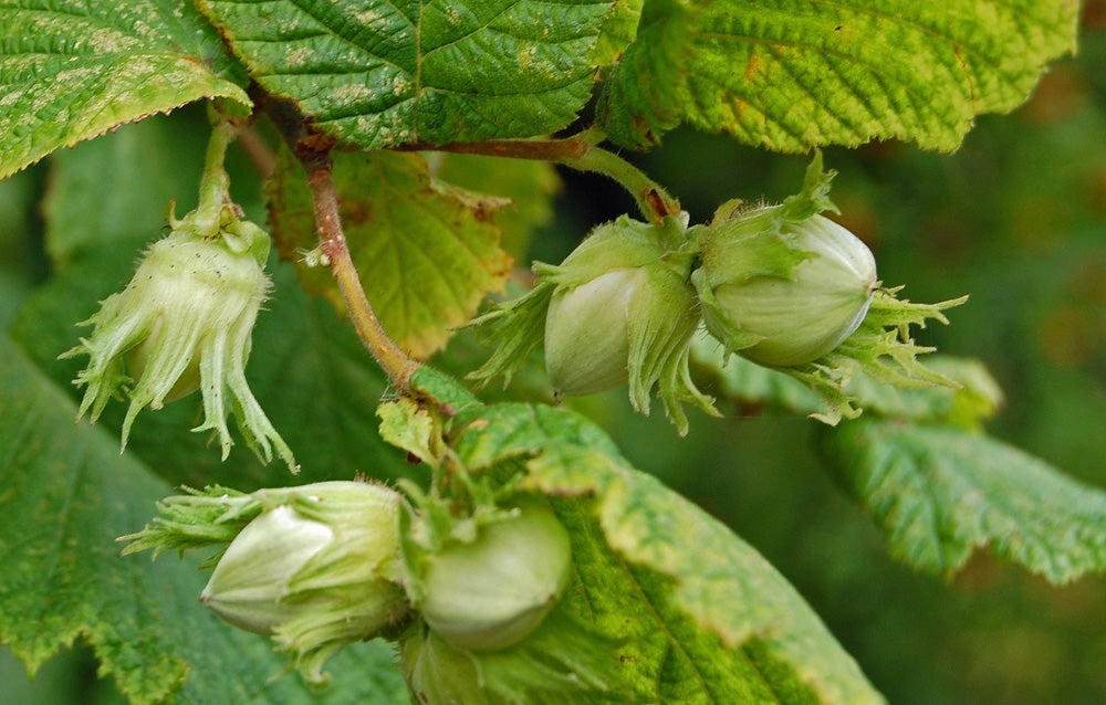 Hazelnut Saplings
