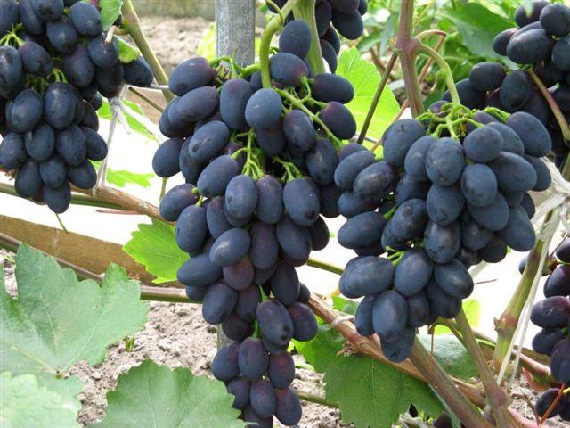 Grapevine Grafts (Stone varieties)