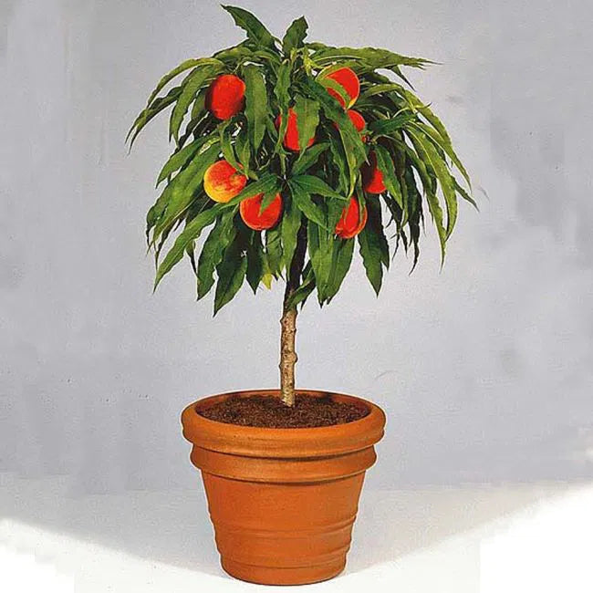 سادنيس بريسكيفي