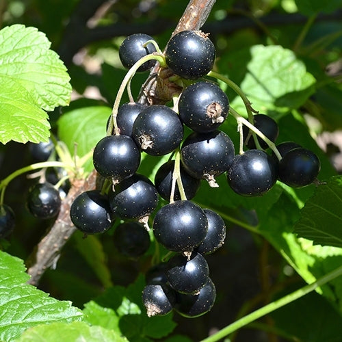 Currant Saplings