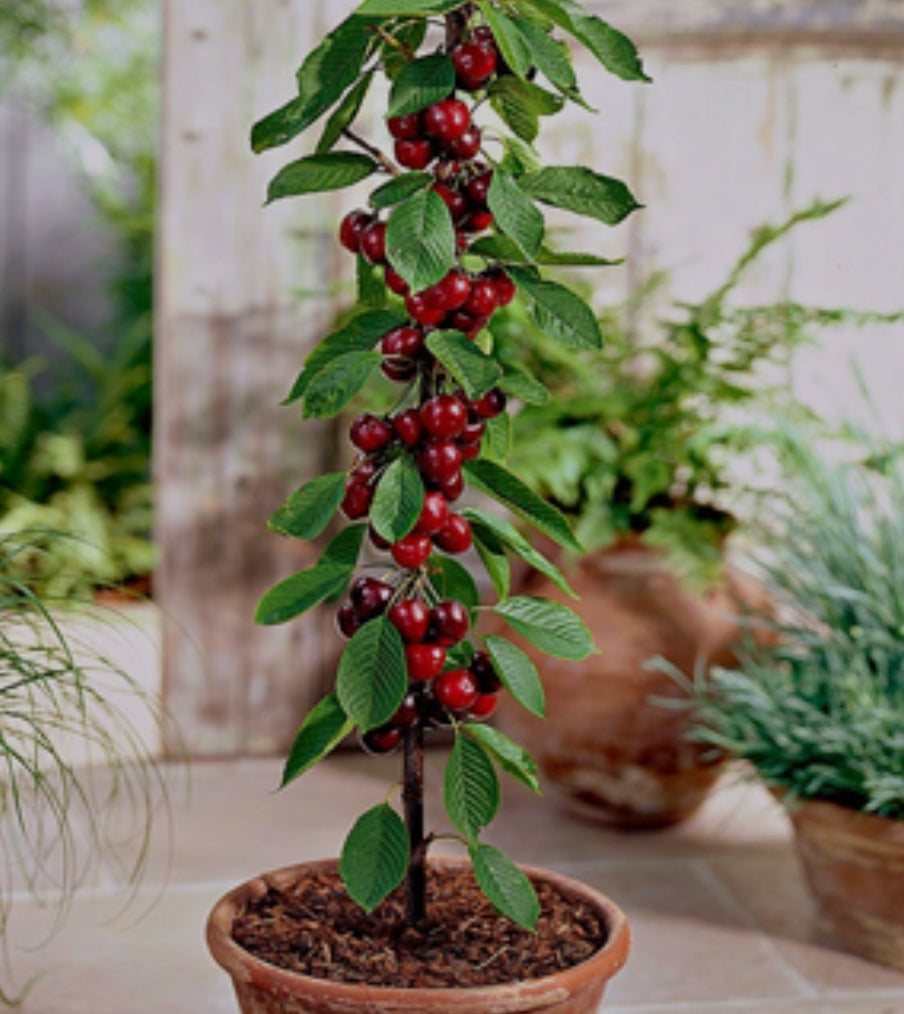 Sour Cherry Saplings