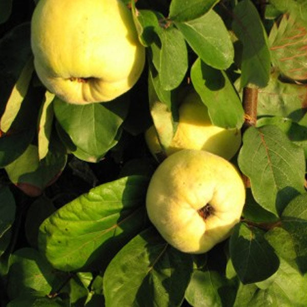 Quince Saplings