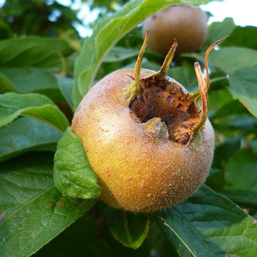 Medlar Saplings