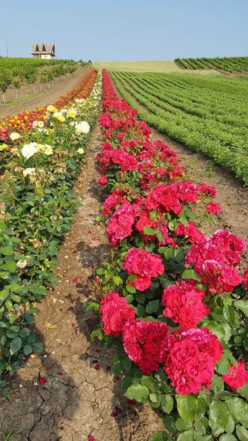 Sapling nursery in Milutovac, Serbia