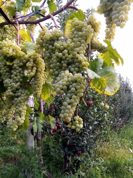 Sapling nursery in Milutovac, Serbia