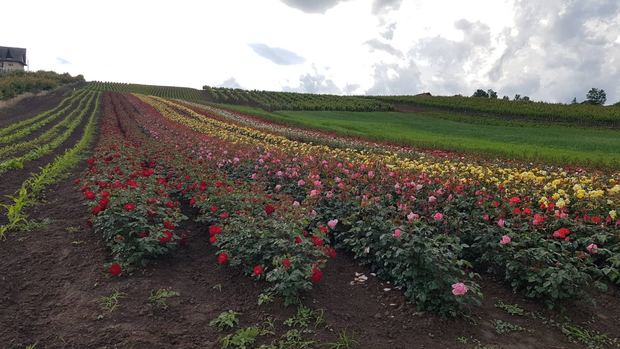 Rose field in Milutovac