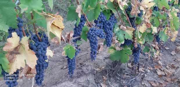 Grape clusters in our vineyard
