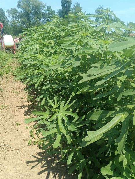 Sapling nursery in Milutovac, Serbia