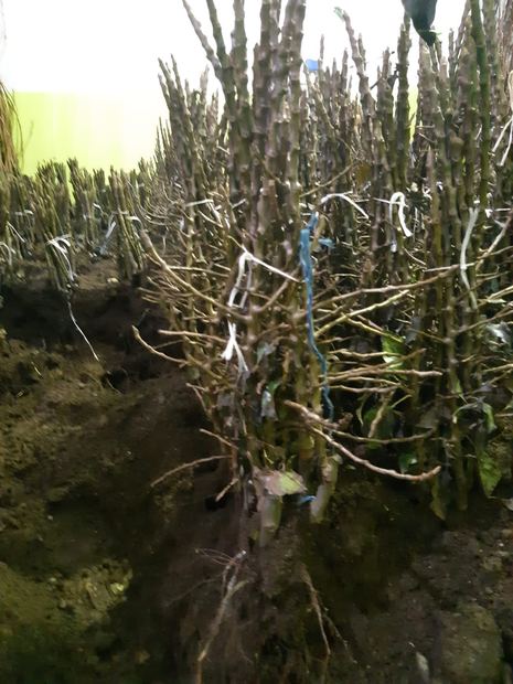 Sapling nursery in Milutovac, Serbia