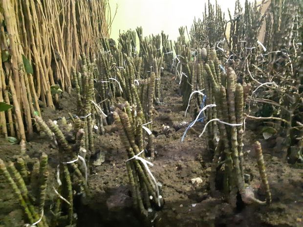 Sapling nursery in Milutovac, Serbia