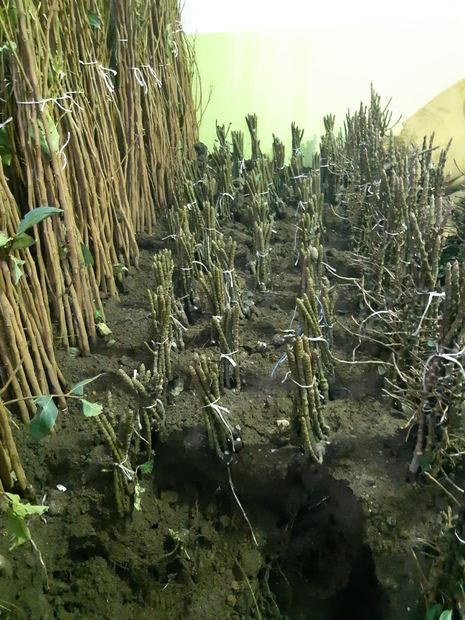 Sapling nursery in Milutovac, Serbia