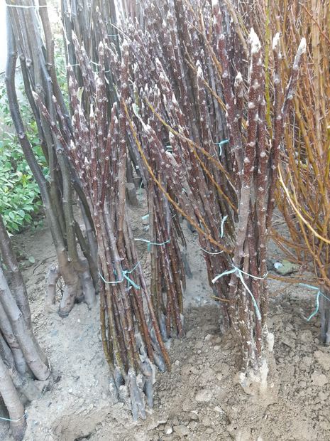 Sapling nursery in Milutovac, Serbia