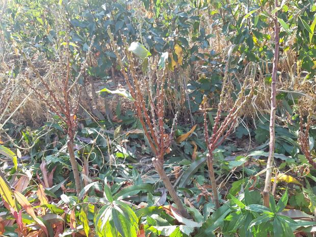 Sapling nursery in Milutovac, Serbia