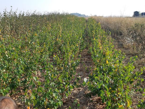 Sapling nursery in Milutovac, Serbia