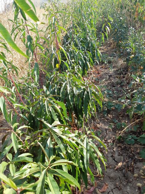 Sapling nursery in Milutovac, Serbia
