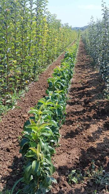 Sapling nursery in Milutovac, Serbia