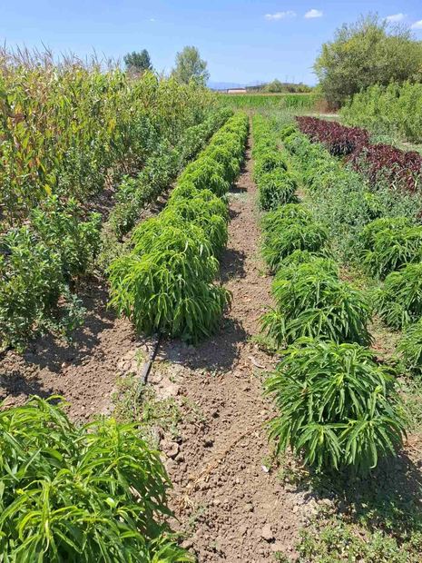 Sapling nursery in Milutovac, Serbia