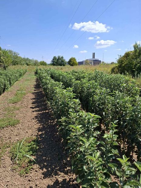 Sapling nursery in Milutovac, Serbia