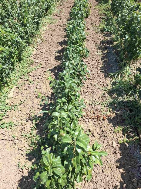 Sapling nursery in Milutovac, Serbia