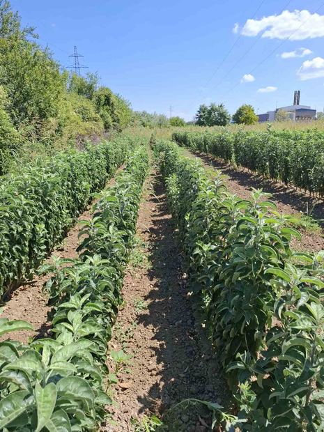 Sapling nursery in Milutovac, Serbia
