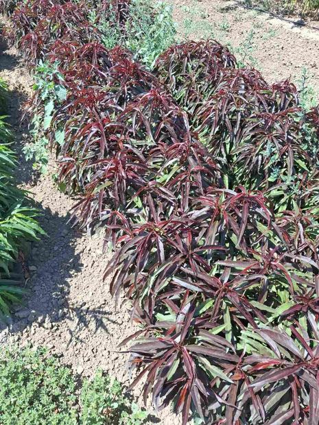 Sapling nursery in Milutovac, Serbia