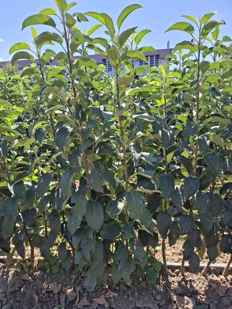 Sapling nursery in Milutovac, Serbia
