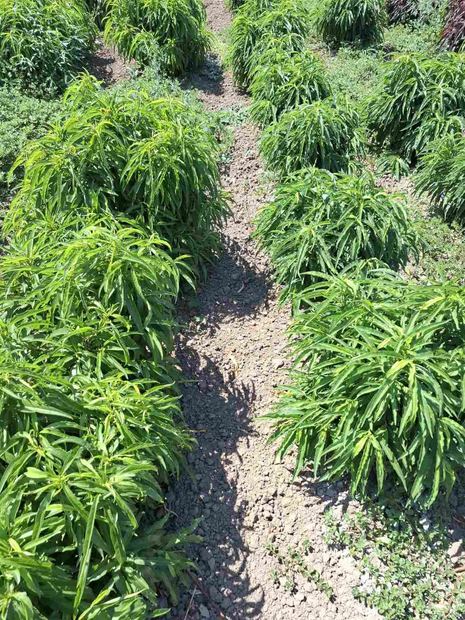 Sapling nursery in Milutovac, Serbia