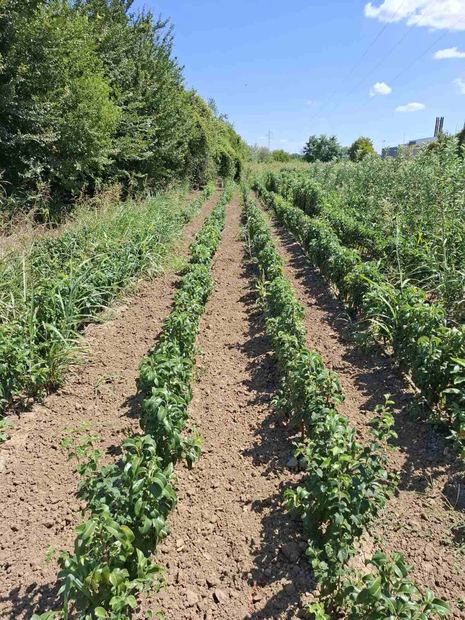 Rows of young fruit saplings in the nursery
