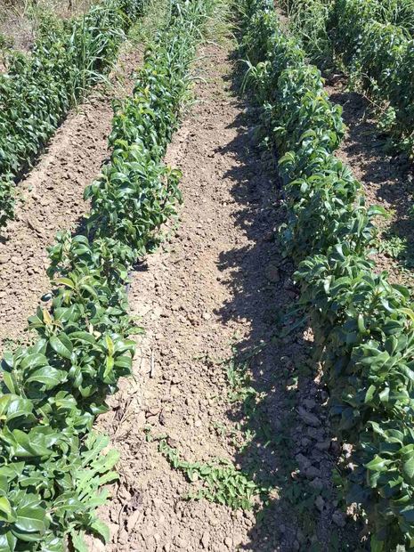 Sapling nursery in Milutovac, Serbia