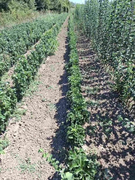 Sapling nursery in Milutovac, Serbia