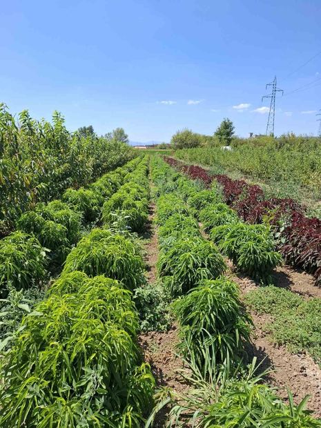 Sapling nursery in Milutovac, Serbia