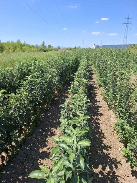 Sapling nursery in Milutovac, Serbia