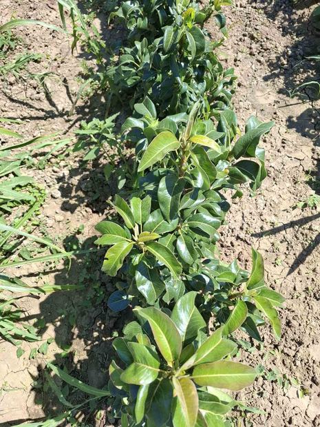 Sapling nursery in Milutovac, Serbia