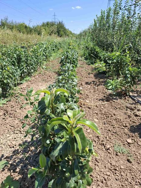 Sapling nursery in Milutovac, Serbia