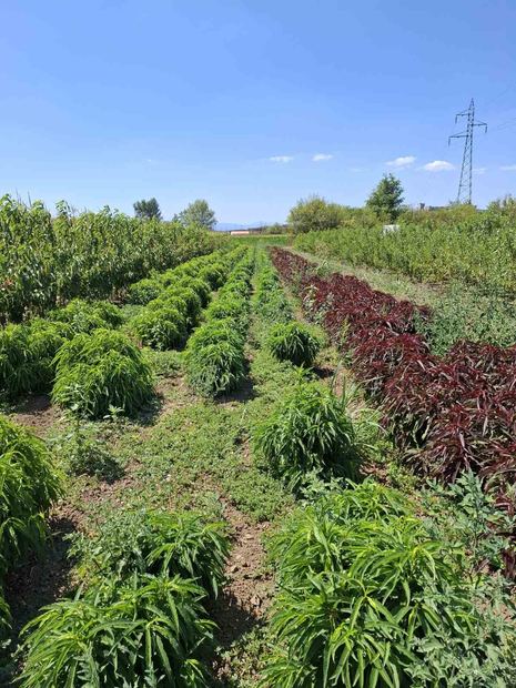 Sapling nursery in Milutovac, Serbia