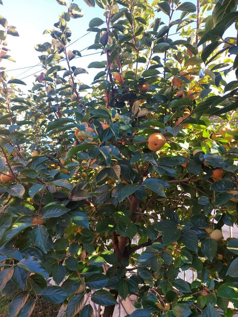 Sapling nursery in Milutovac, Serbia
