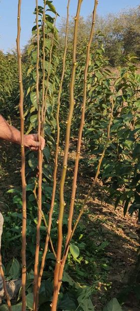 Sapling nursery in Milutovac, Serbia