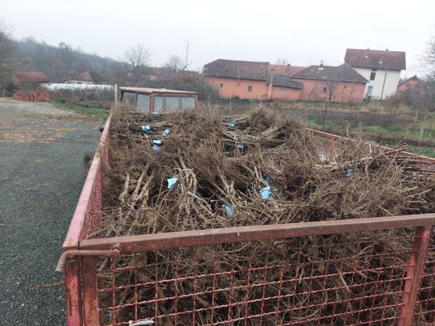 Sapling nursery in Milutovac, Serbia