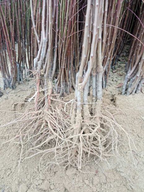Sapling nursery in Milutovac, Serbia
