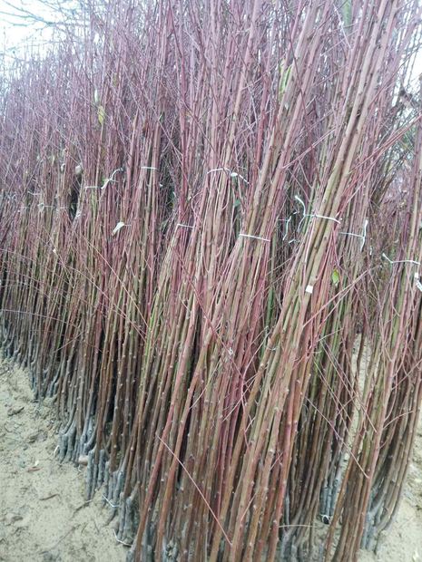 Sapling nursery in Milutovac, Serbia