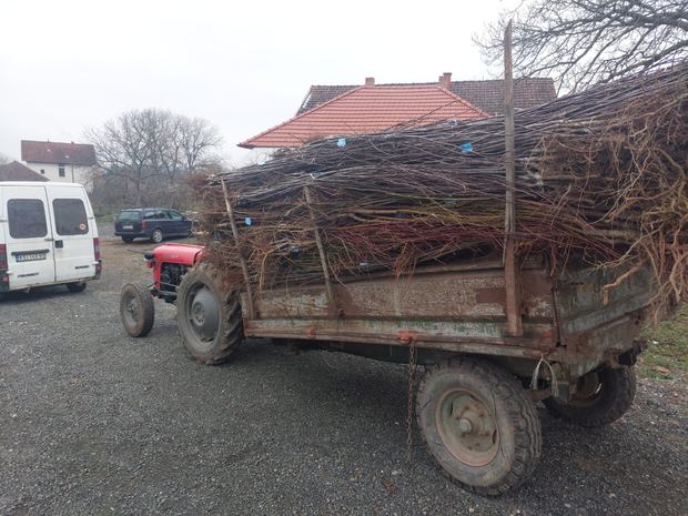 Sapling nursery in Milutovac, Serbia