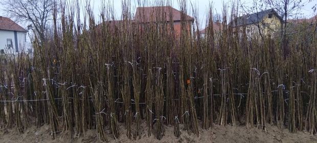 Sapling nursery in Milutovac, Serbia