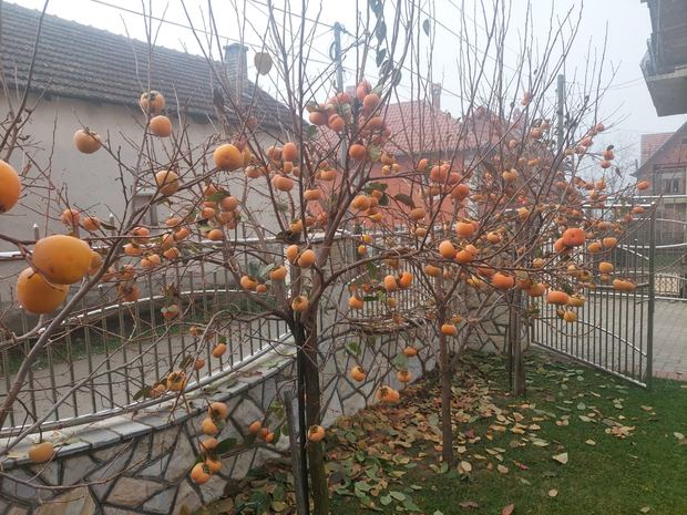 Sapling nursery in Milutovac, Serbia
